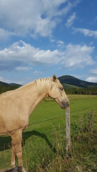 Pferd auf der Sommeralm